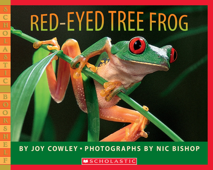 Red-Eyed Tree Frog: One Hungry Night