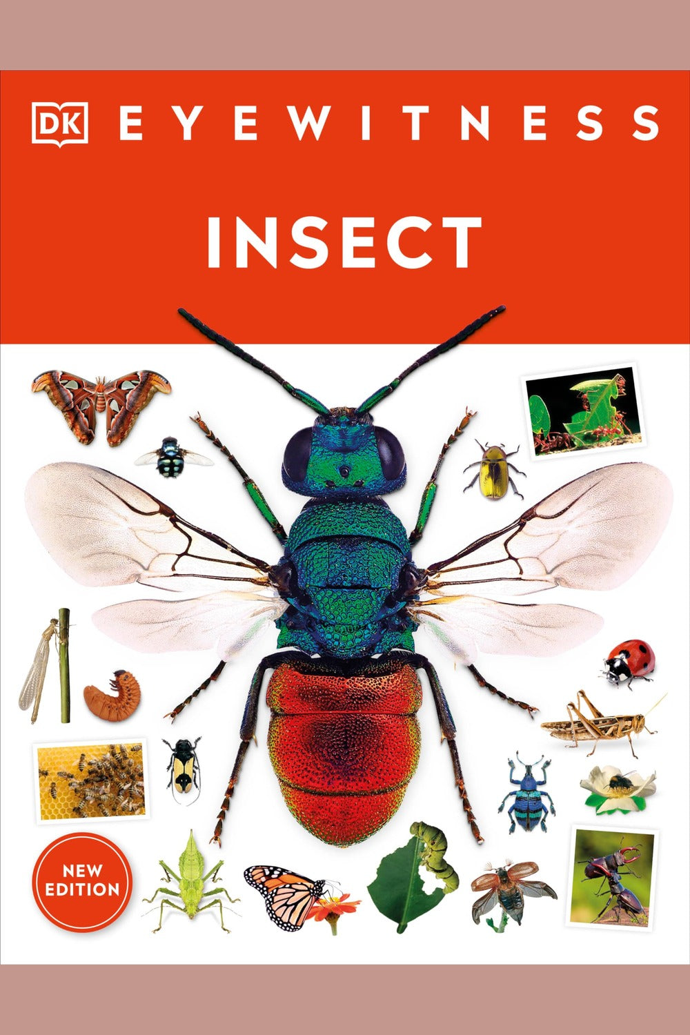 Eyewitness Insect