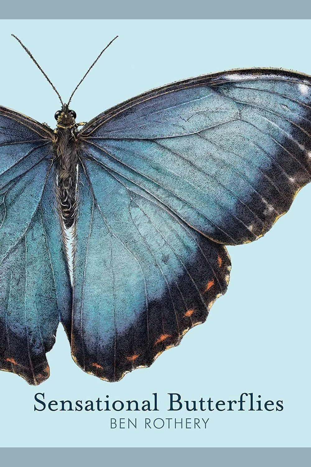 Sensational Butterflies